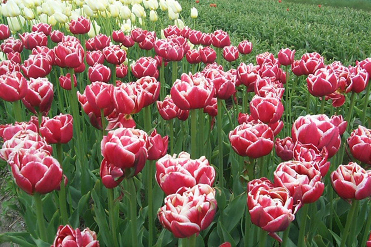 Field of Maria Montessori tulips