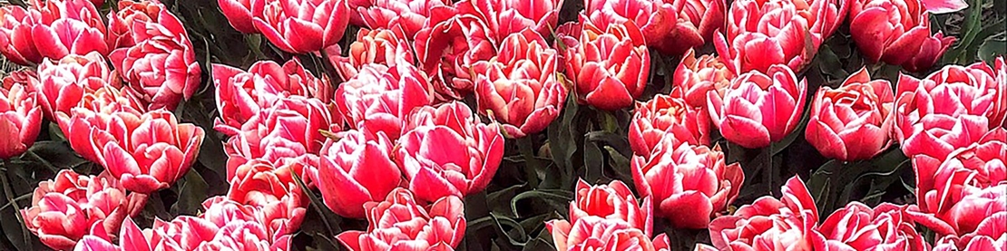 Maria Montessori Tulips