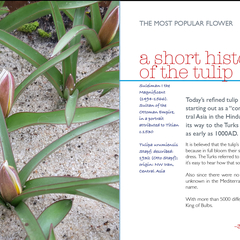 Montessori Tulip Book 1