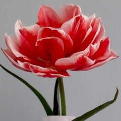Maria Montessori Tulip